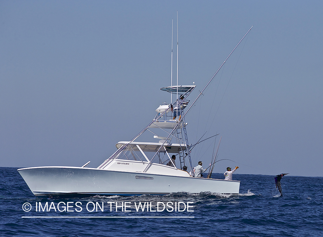 Deep sea fisherman with sailfish on line.