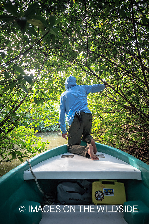 Flyfisherman navigating through mangroves.