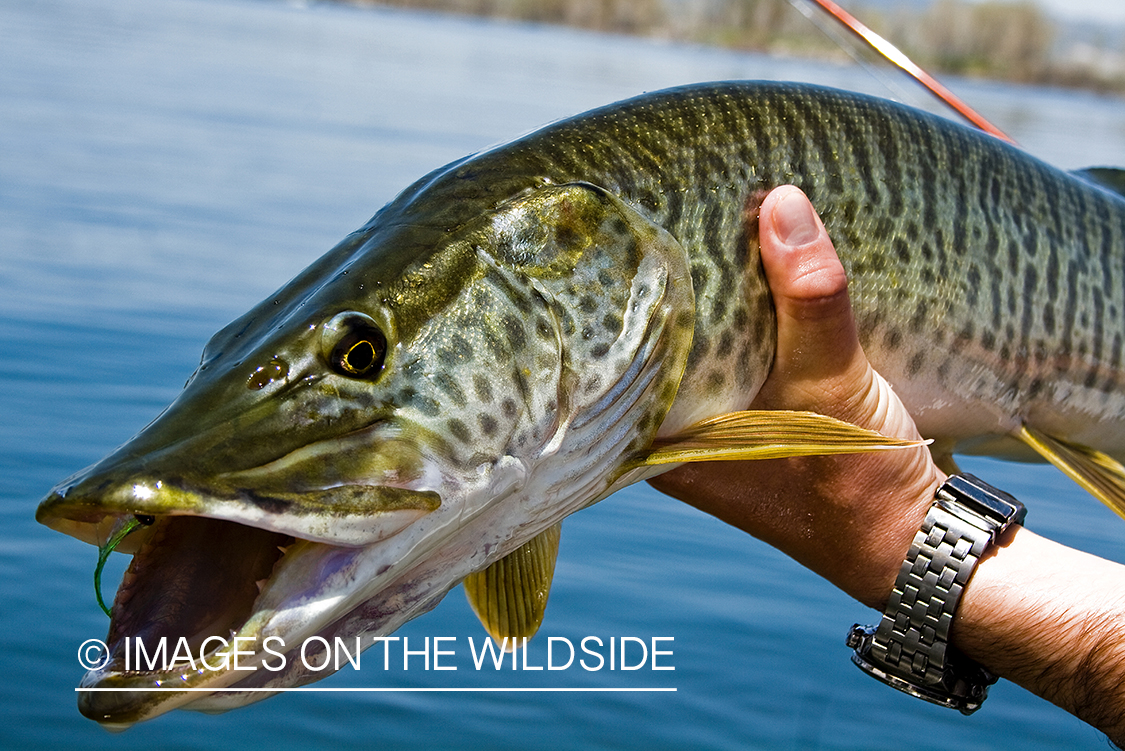 Tiger muskie. 