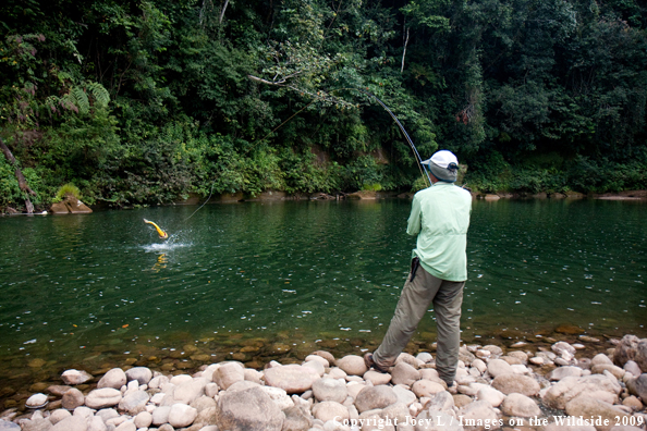 Flyfisherman with Golden Dorado