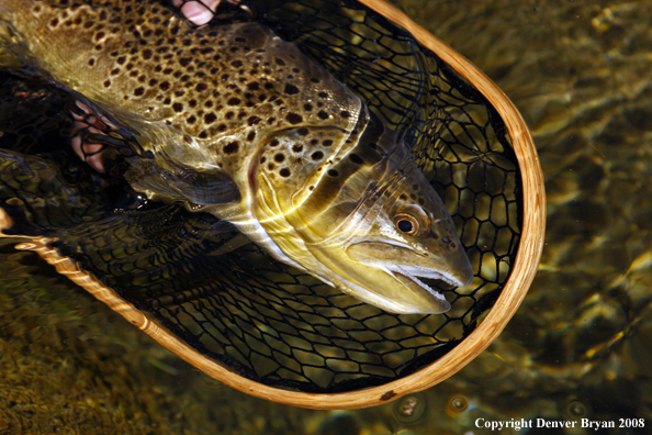 Brown Trout in habitat