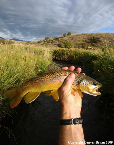 Flyfisherman with brown trout