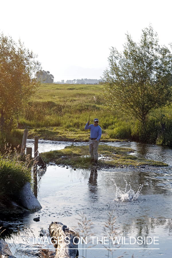 Fisherman fighting jumping brown trout.