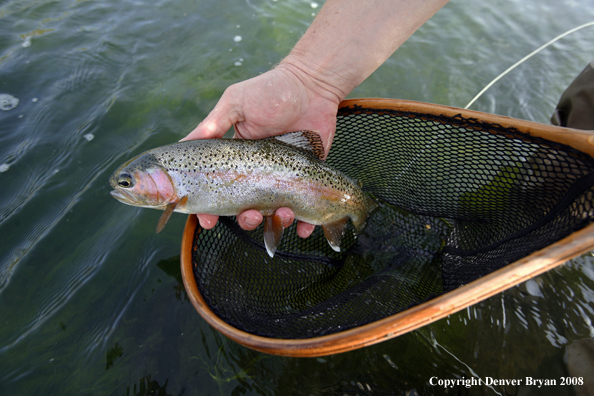 Flyfisherman with rainbow trout in net.