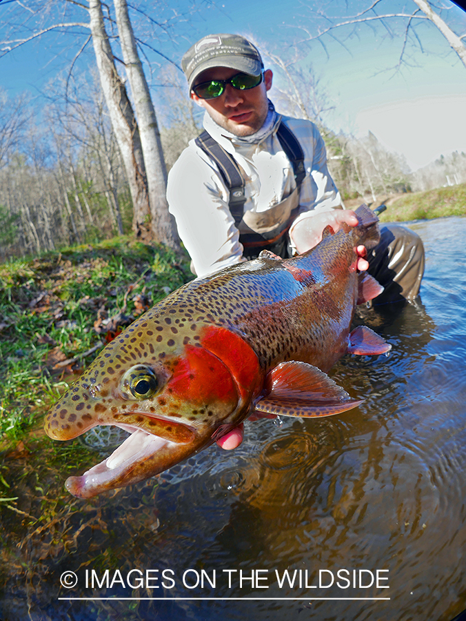 Flyfisherman with rainbow trout.