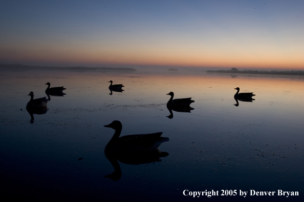 Waterfowl decoys in water.