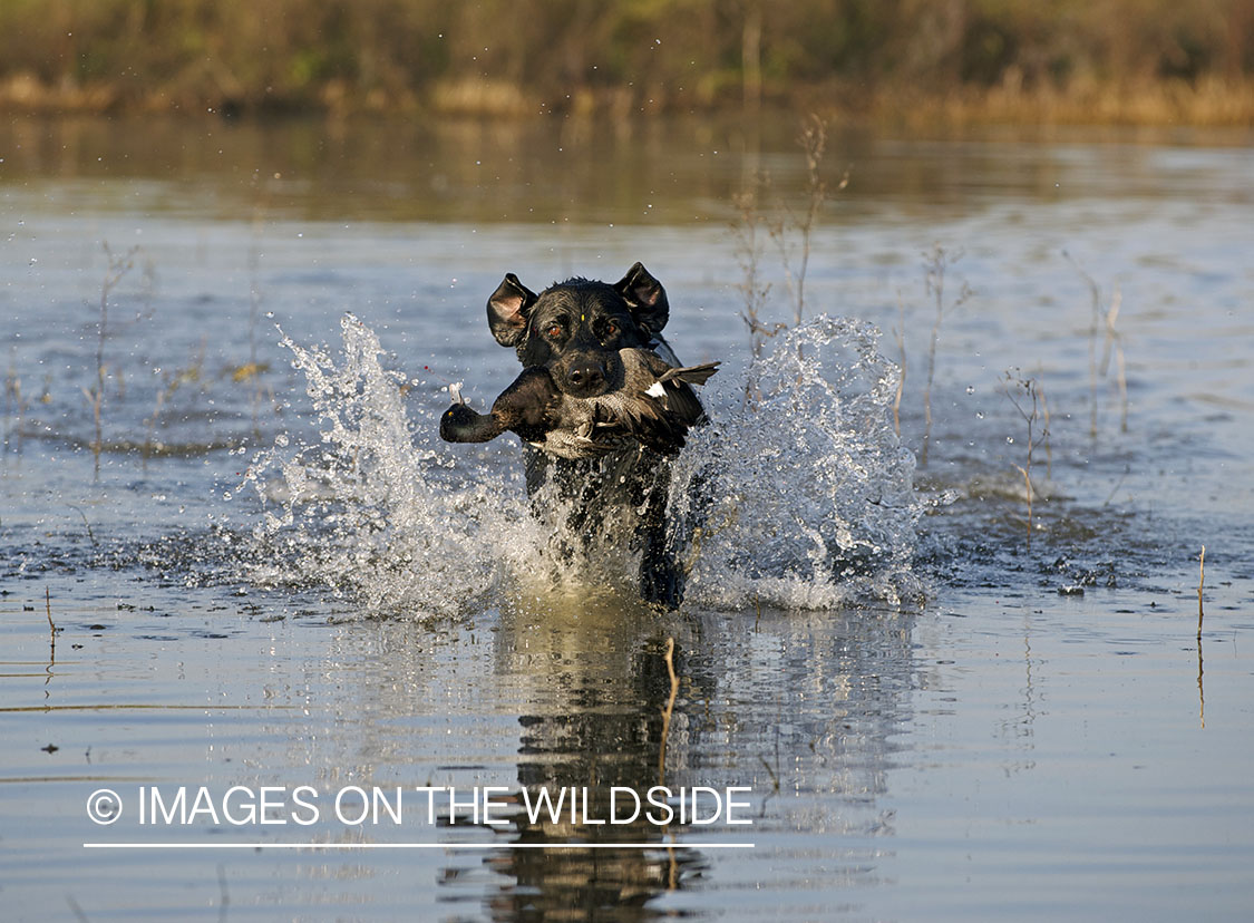 Black lab retrieving downed lesser scaup.