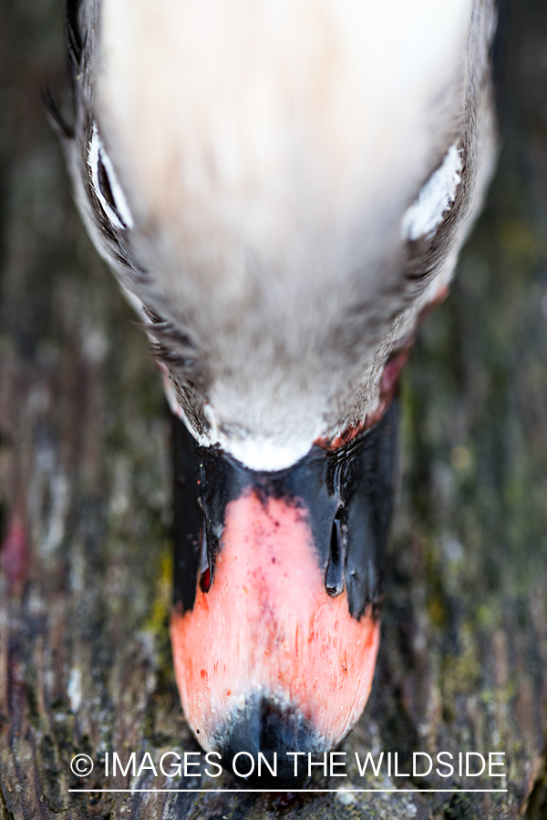 King Eider and Long-tailed duck hunting in Alaska, Long-tailed duck bill.