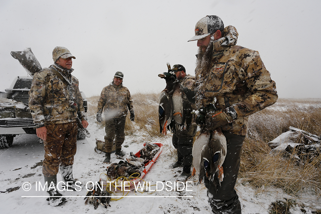 Duck hunters with bagged mallards in winter snow conditions.