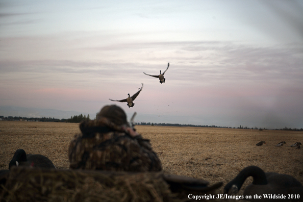 Hunter shooting canada geese