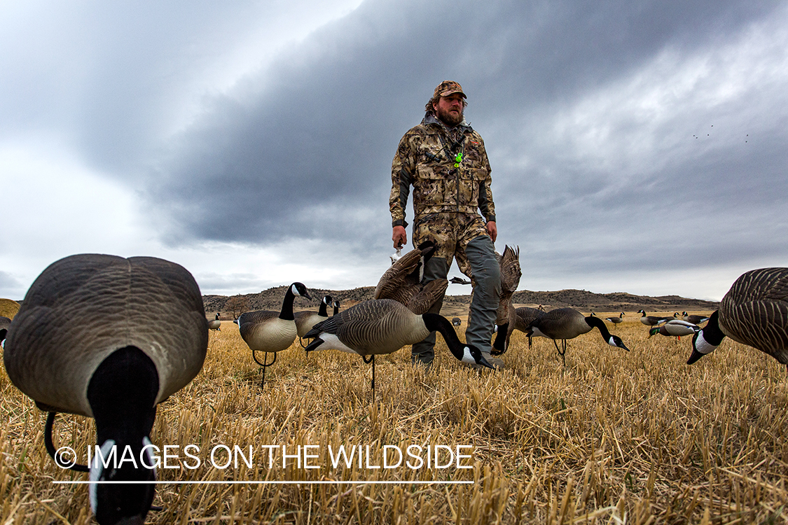 Hunter setting up Canada geese decoys.