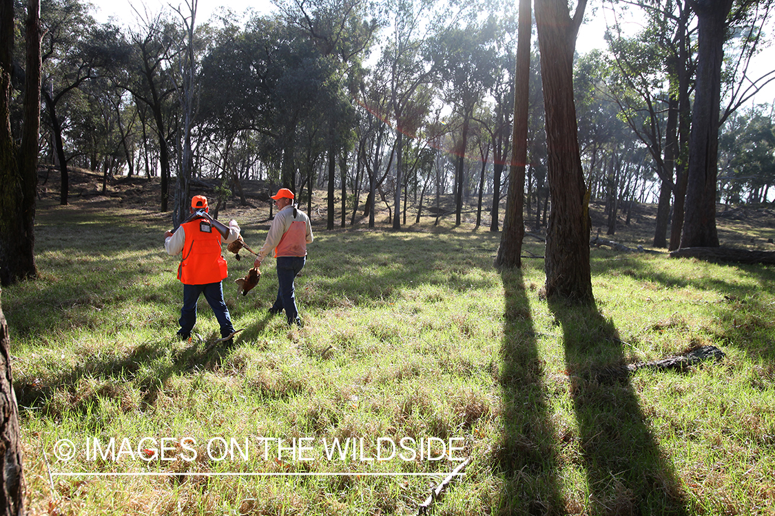 Upland game hunters with bagged pheasants. 