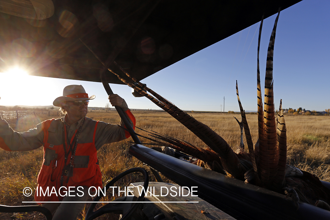 Upland game bird hunters with bagged pheasants in ATV.