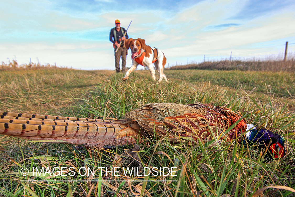 Brittany Spaniel retrieves pheasant.