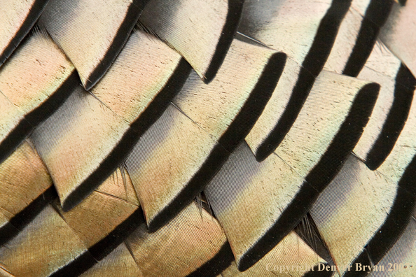 Eastern turkey feathers