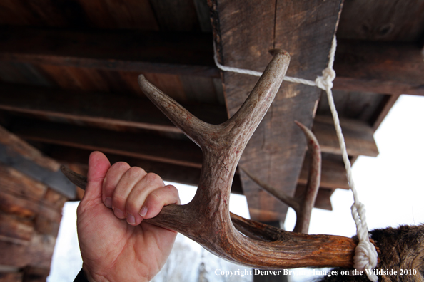 White-tailed deer hunter stands with buck hanging from cabin.