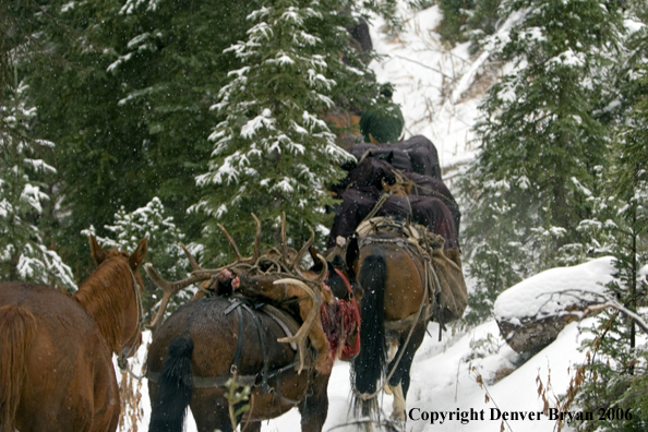 Elk hunters with bagged elk on horse packstring.  