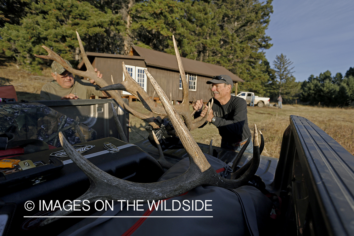 Hunters loading bagged bull elk into pickup.