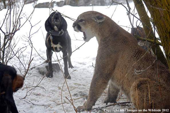 Mountain lion snarling at hunting dogs. 