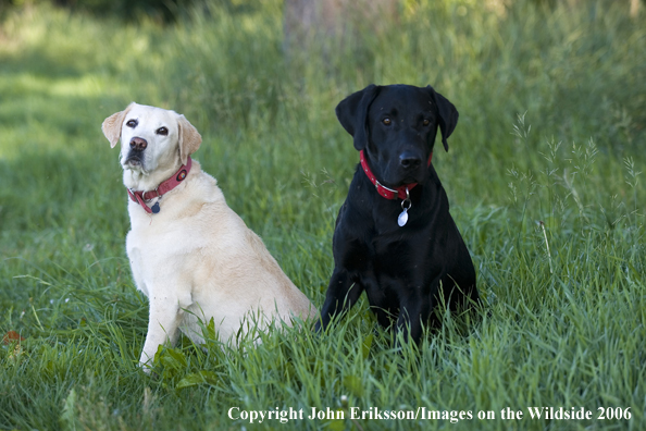 Black and Yellow Labrador Retrievers