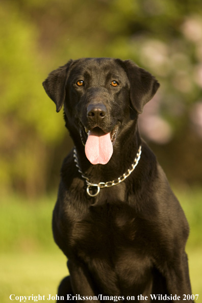 Black Labrador Retrievers