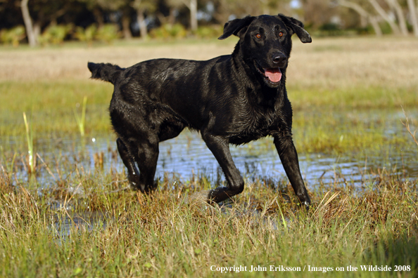 Black Labrador Retriever in field