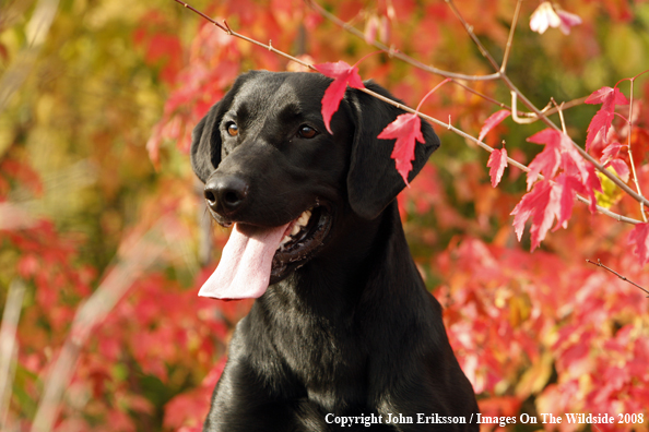 Black Labrador Retriever 