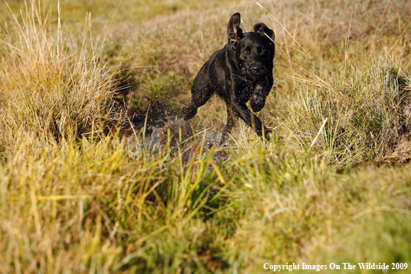 Black Labrador Retriever