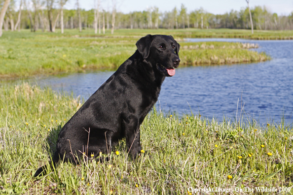 Black Labrador Retriever in field