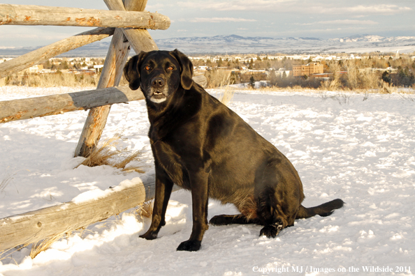 Black Labrador Retriever in winter. 