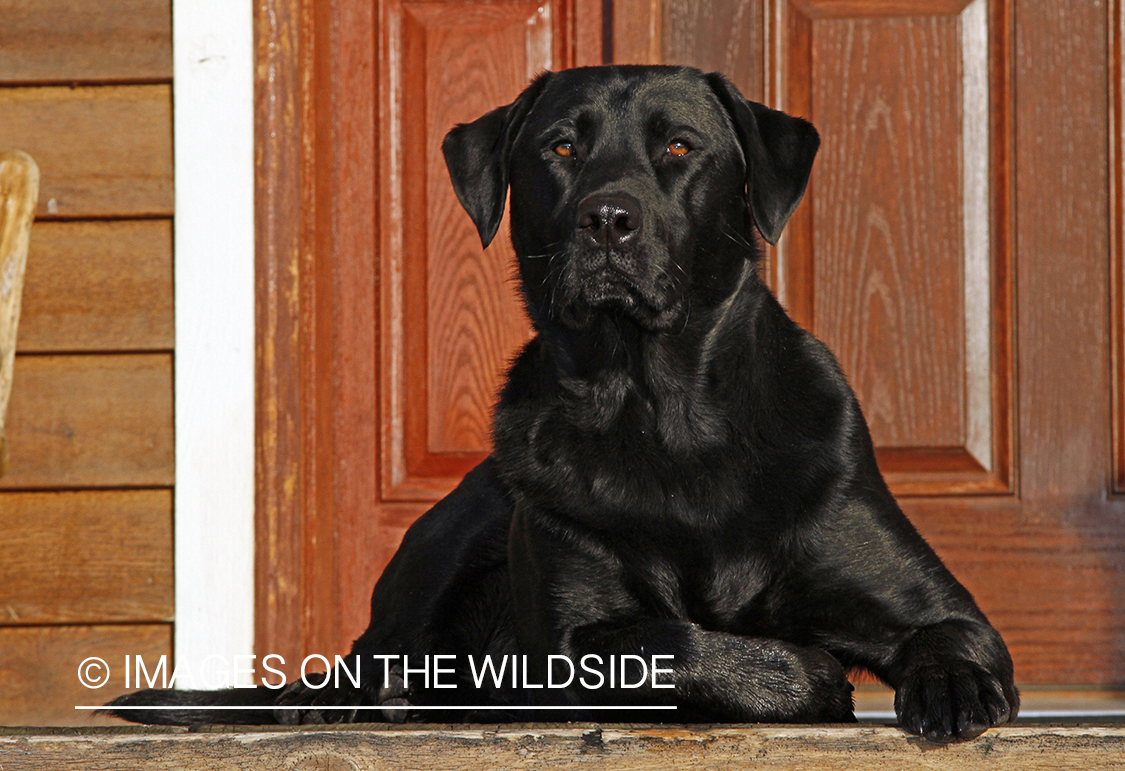 Black Labrador Retriever