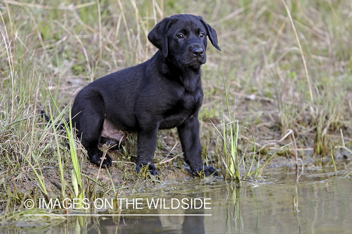 Black lab puppy by water.