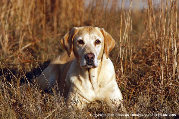 Yellow Labrador Retriever in field