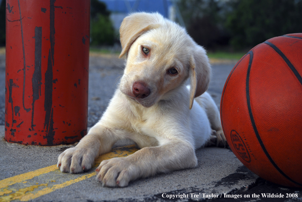 Yellow Labrador Puppy