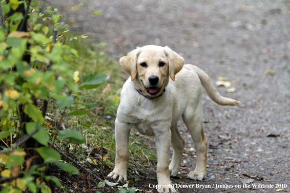 Yellow Labrador Retriever Puppy 