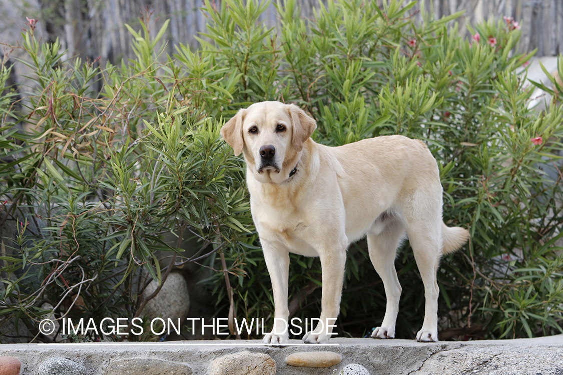 Yellow lab outside.