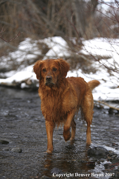 Golden Retriever standing in water