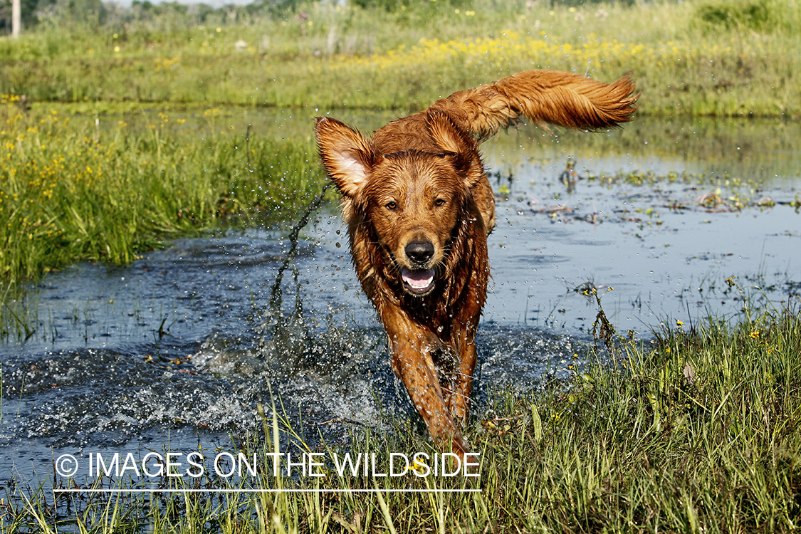 Golden Retriever  