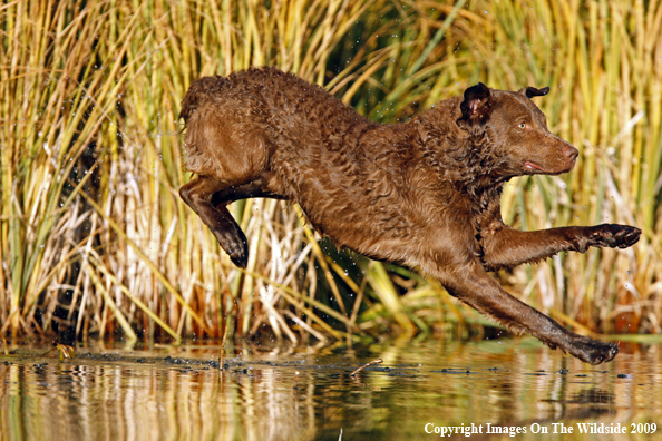 Chesapeake Bay Retriever