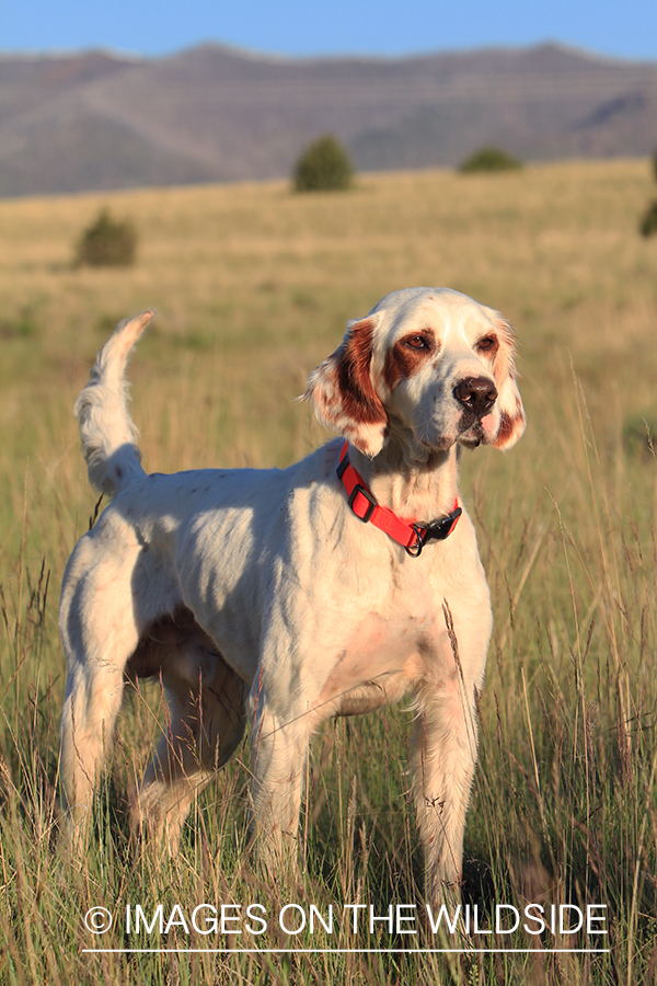 English setter.