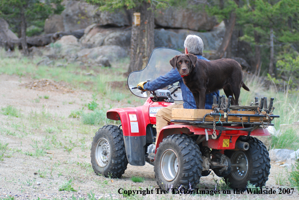 Chocolate Labrador Retriever with owner on ATV