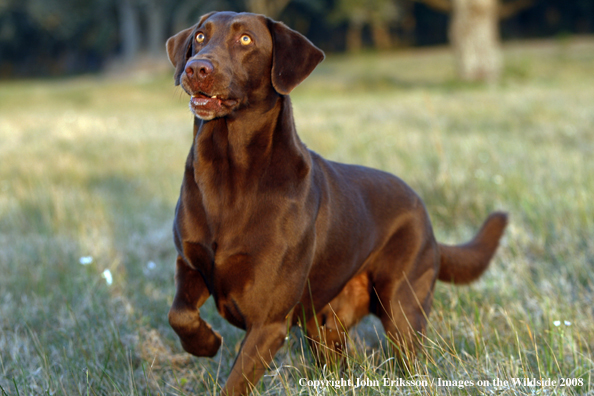 Chocolate Labrador Retriever in field