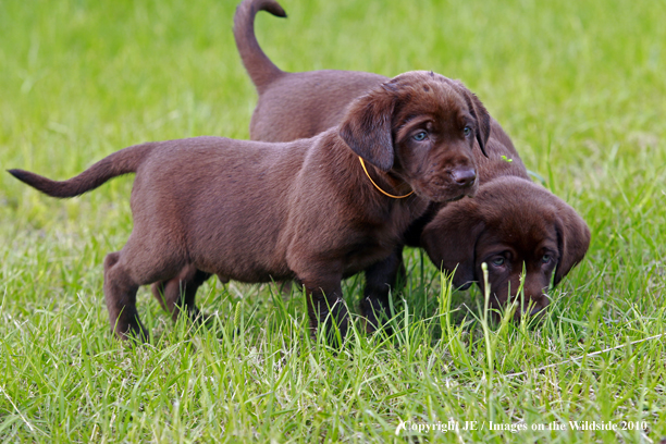 Chocolate Labrador Retriever Puppies