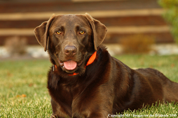 Chocolate Labrador Retriever