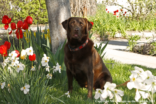 Chocolate Labrador Retriever.