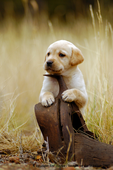 Labrador Puppy