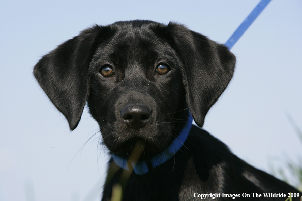 Black Labrador Retriever puppy in field