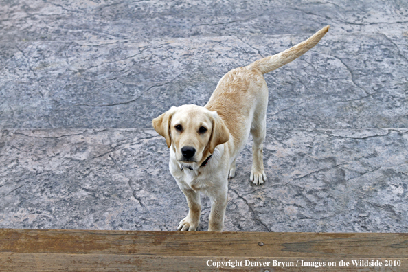 Yellow Labrador Retriever Puppy