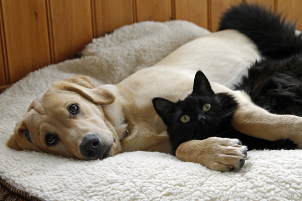 Yellow Labrador Retriver puppy with black cat. 