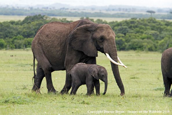 African Elephant (cow with calf)